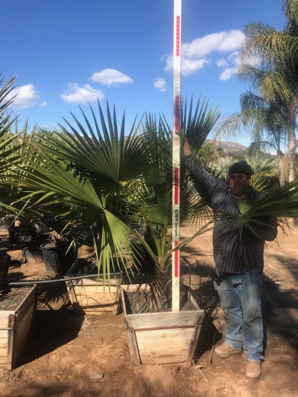Photo for Brahea edulis (Guadalupe Palm)