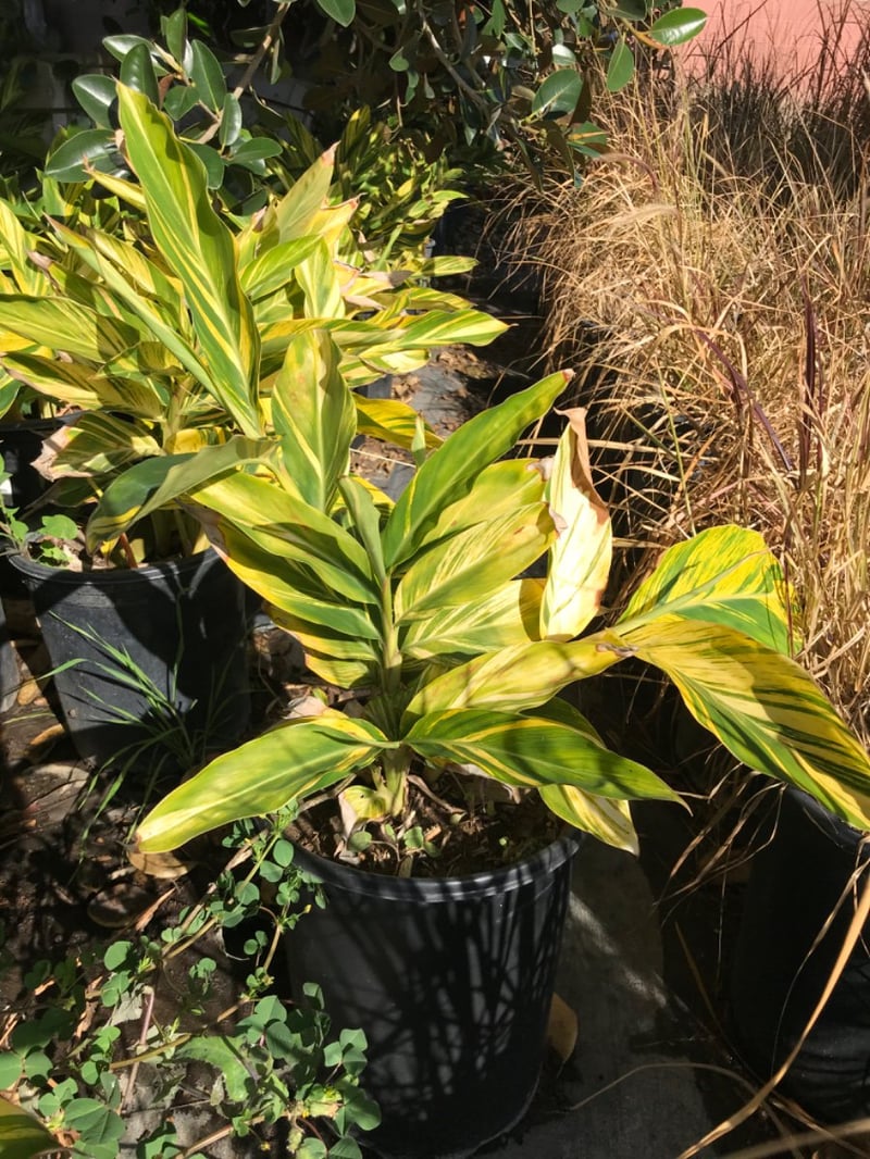 Photo for Alpinia zerumbet 'Variegata' (Variegated Shell Ginger)