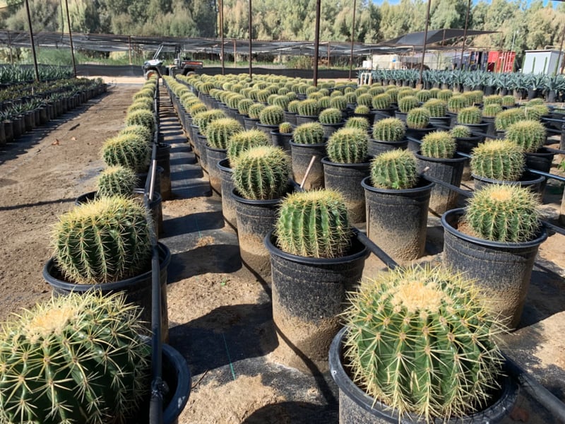 Photo for Echinocactus grussoni (Golden Barrel Cactus)