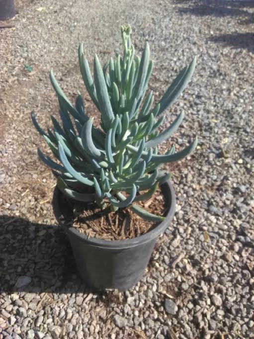 Photo for Senecio serpens (Blue Chalksticks)