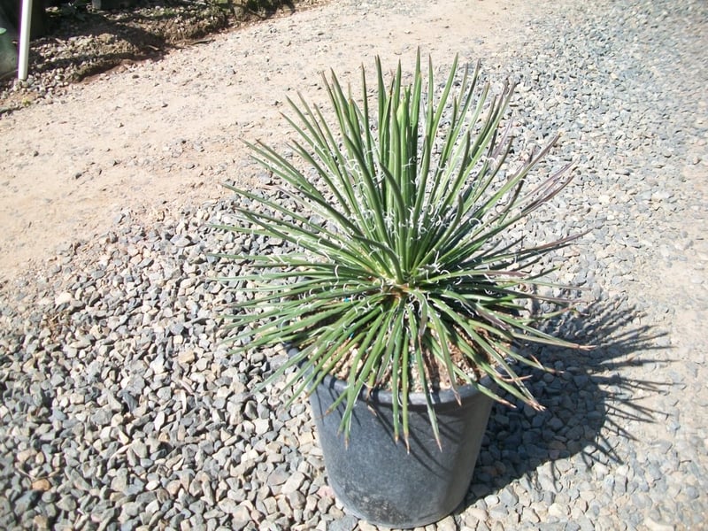 Photo for Agave geminiflora (Twin-flowered Agave)
