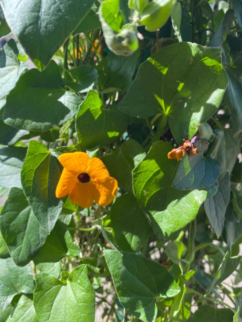 Photo for Thunbergia gregorii (Orange Clock Vine)