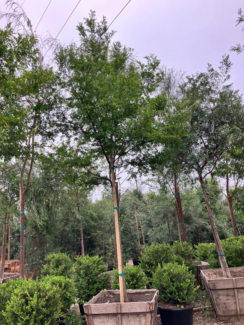 Photo for Ulmus parviflora 'Drake' (Standard) (Drake's Chinese Elm)