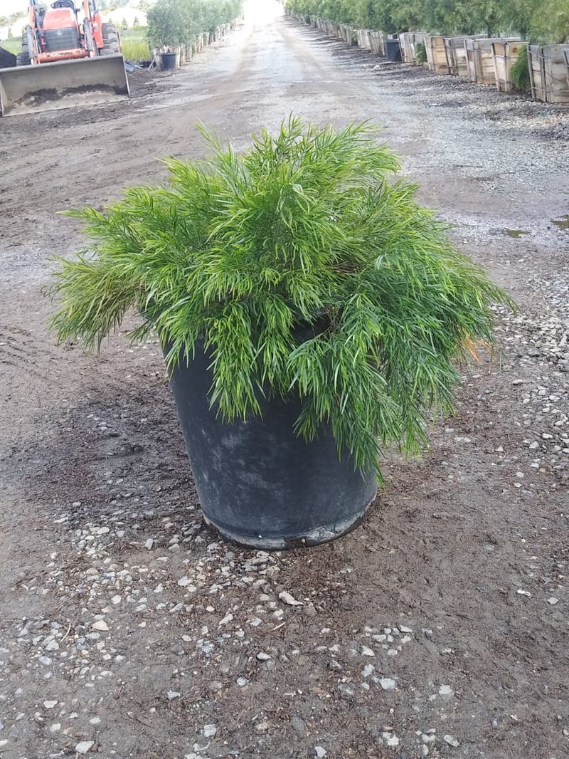Photo for Acacia cognata 'Cousin Itt' (Little River Wattle)