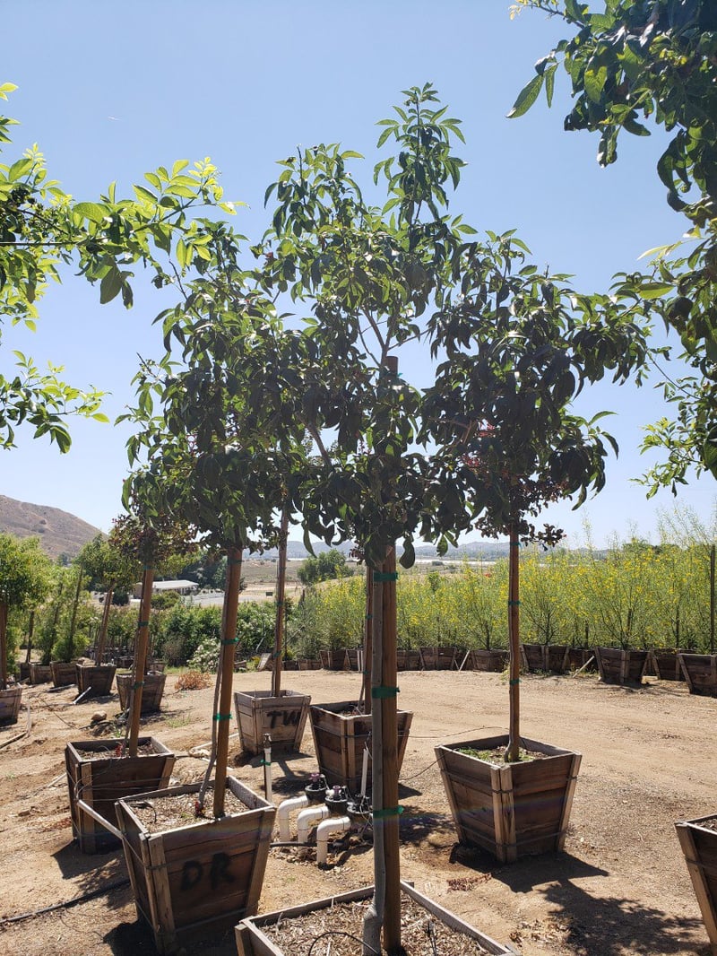 Photo for Fraxinus velutina 'Rio Grande' (Standard) (Fan-Tex Ash)