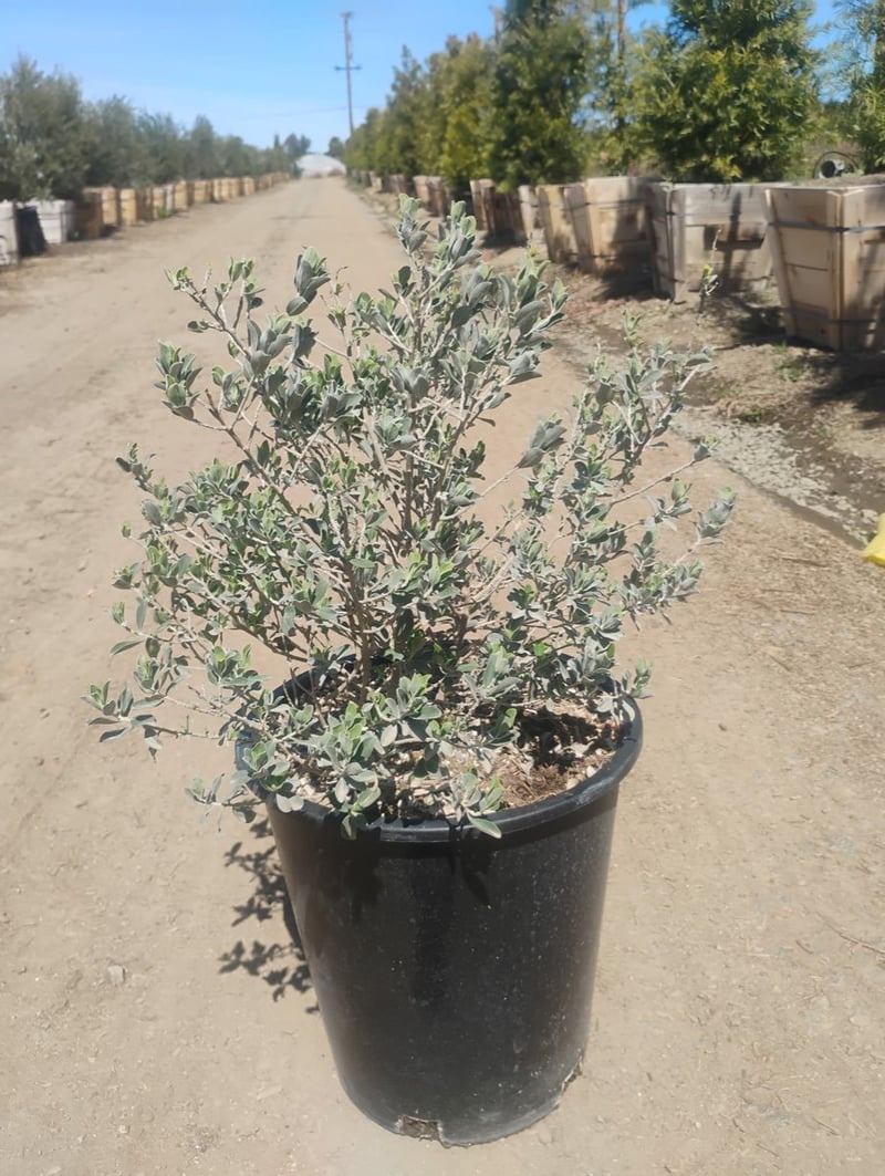 Photo for Leucophyllum candidum 'Thundercloud' (Thundercloud Texas Ranger)