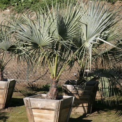 Photo for Brahea armata (Blue Hesper Palm, Mexican Blue Palm)