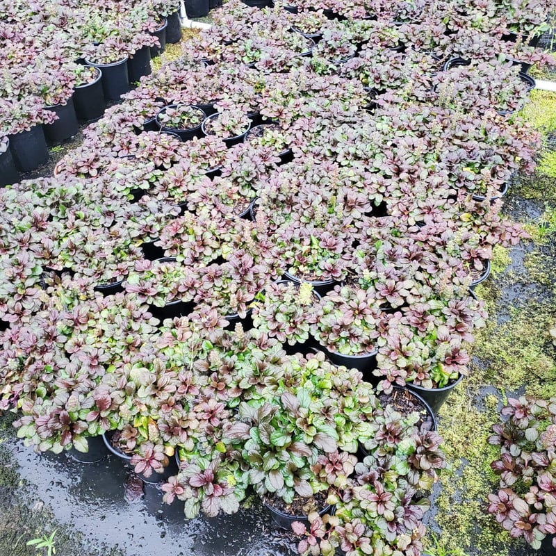 Photo for Ajuga reptans 'Bronze Beauty' (Bronze Beauty Carpet Bugle)