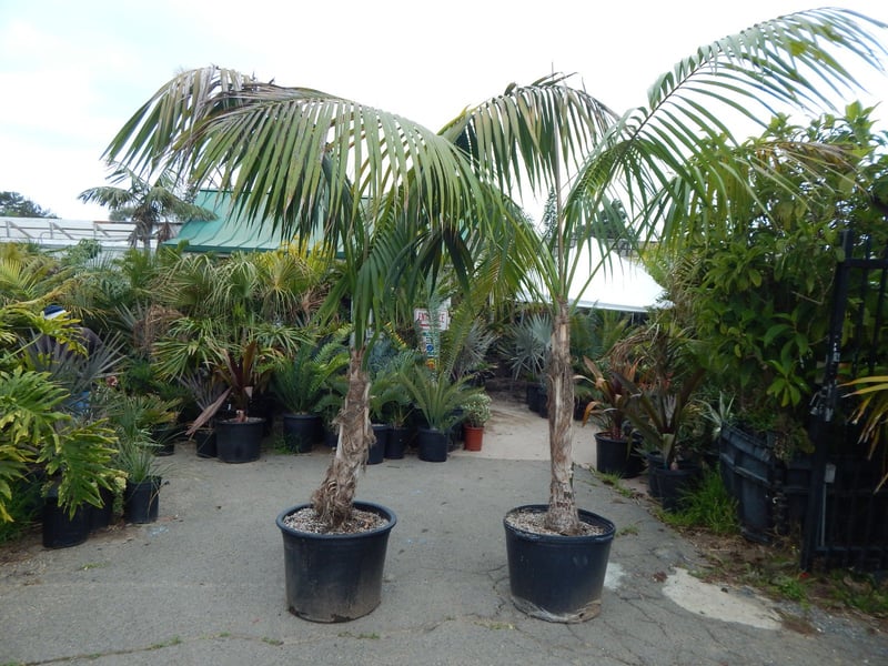 Photo for Howea forsteriana (Kentia Palm)