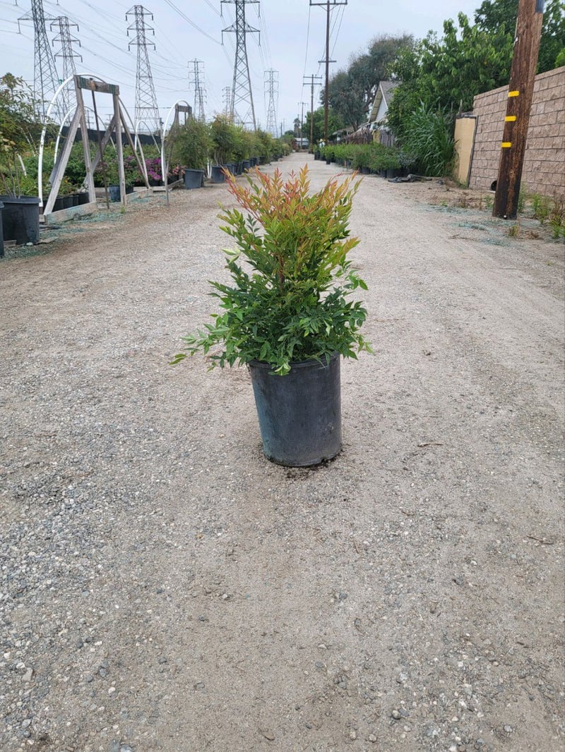 Photo for Nandina domestica 'Gulf Stream' (Gulf Stream Heavenly Bamboo)