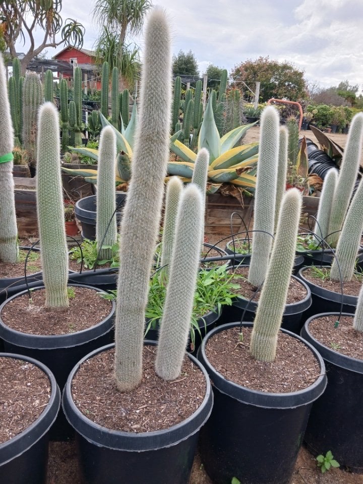 Photo for Cleistocactus strausii (Silver Torch Cactus)