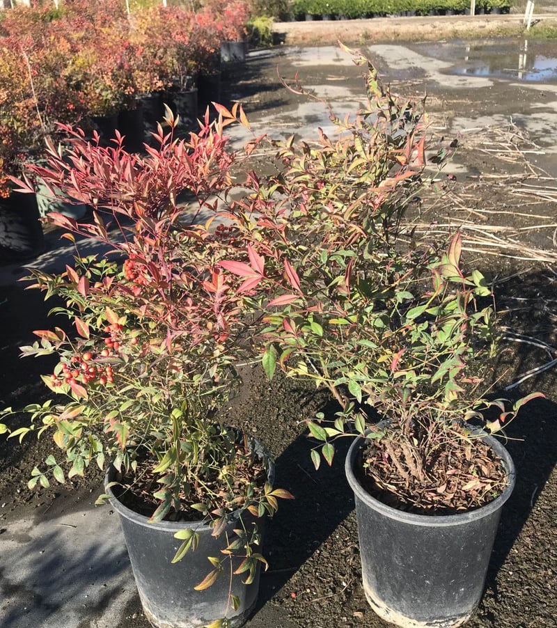 Photo for Nandina domestica 'Compacta' (Compact Heavenly Bamboo)