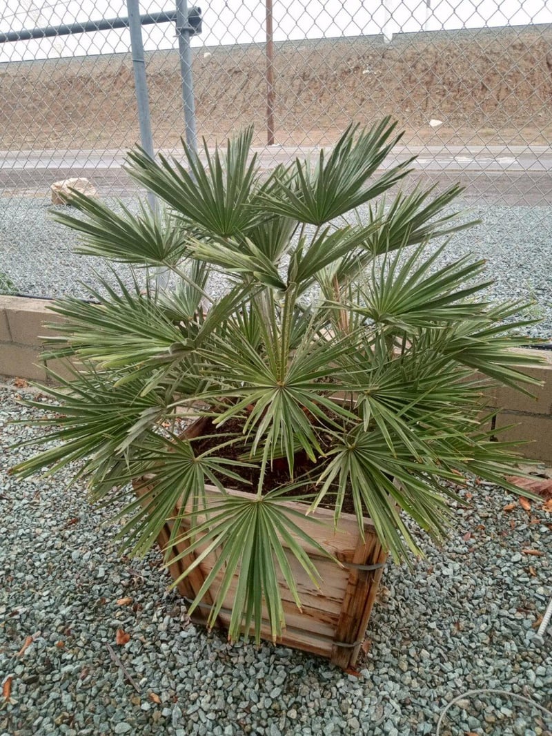 Photo for Chamaerops humilis (Mediterranean Fan Palm)