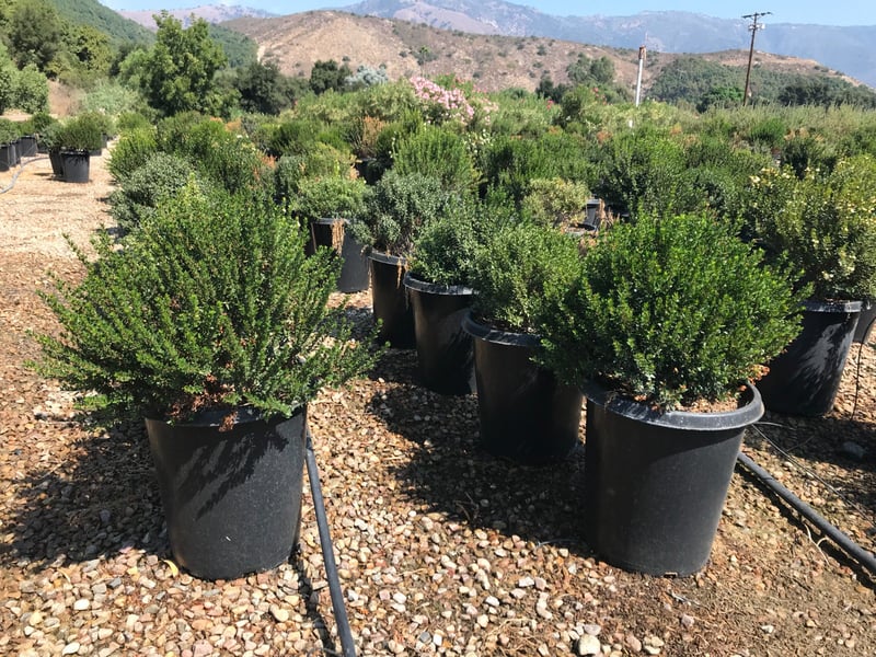 Photo for Myrtus communis (True Myrtle)