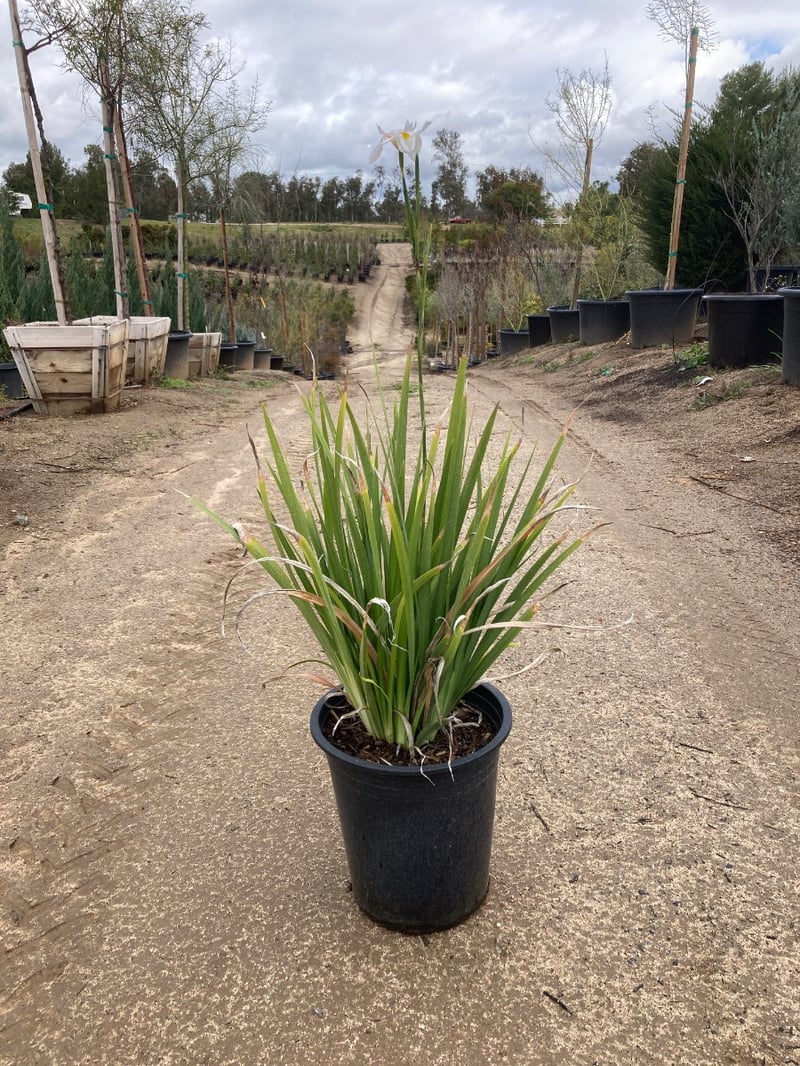 Photo for Dietes vegeta (African Iris)