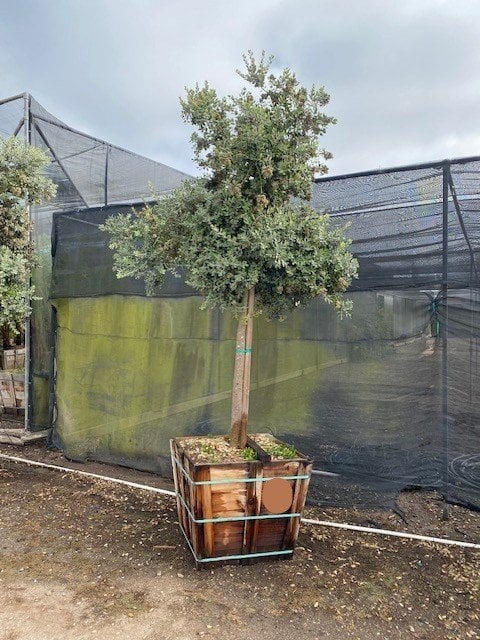Photo for Metrosideros excelsa (New Zealand Christmas Tree)