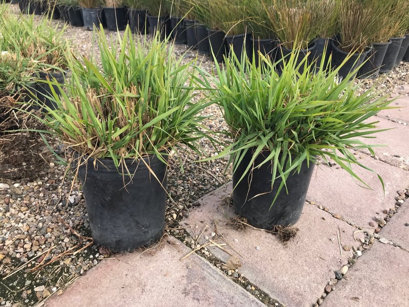 Photo for Pennisetum 'Fairy Tails' (Evergreen Fountain Grass)