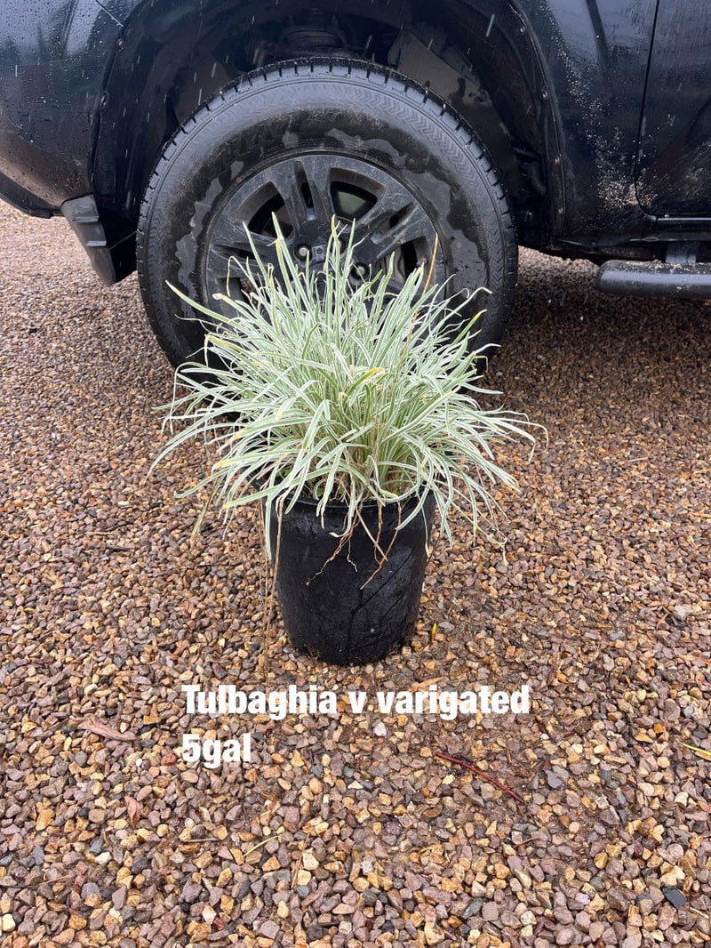 Photo for Tulbaghia violacea 'Variegata' (Society Garlic)