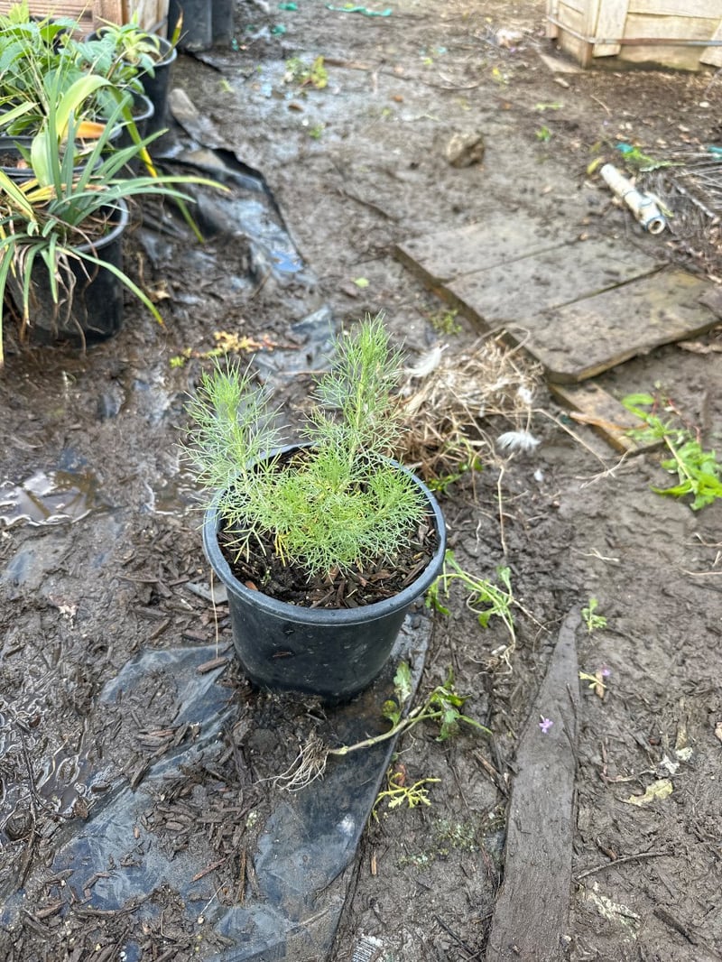 Photo for Artemisia californica (California Sagebrush)