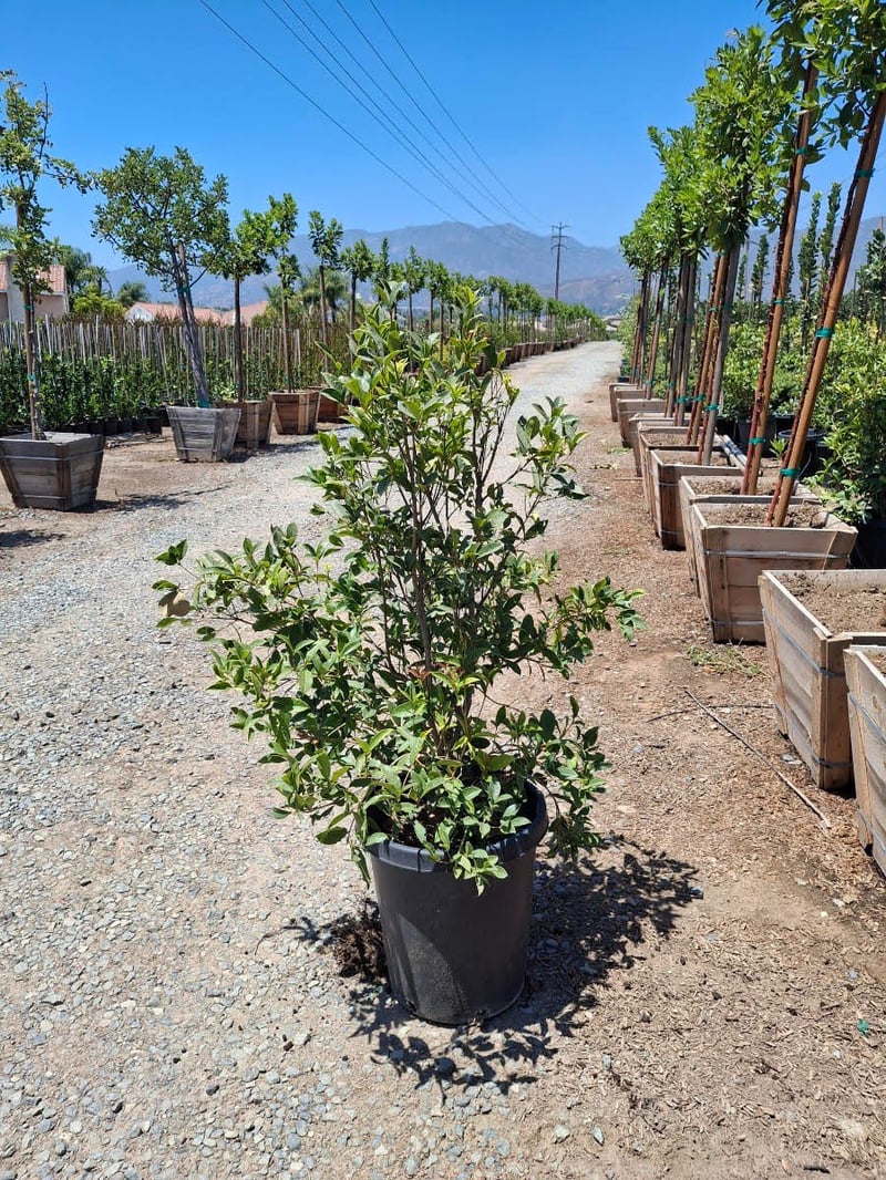 Photo for Osmanthus fragrans (Sweet Olive, Tea Olive, Fragrant Olive)