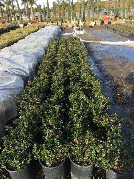 Photo for Escallonia 'Fradesii' (Frades Escallonia)
