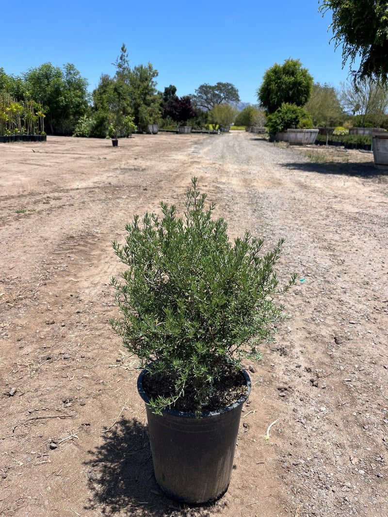 Photo for Westringia 'Wynyabbie Gem' (Wynyabbie Gem Coast Rosemary)