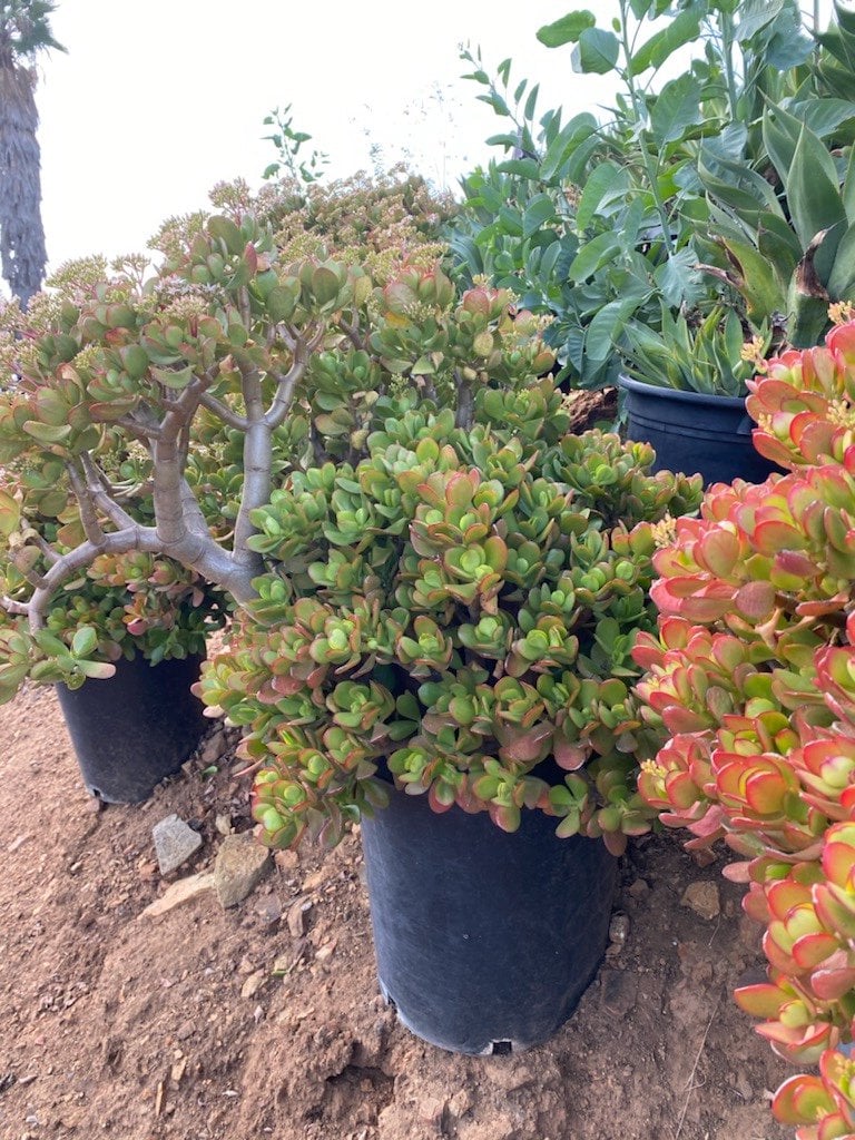 Photo for Crassula ovata (C. argentea) (Jade Plant)