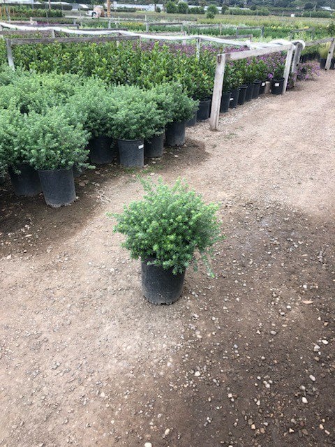 Photo for Westringia fruticosa (Coast Rosemary)