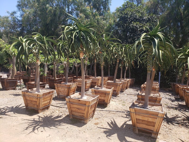 Photo for Aloe barberae (A. bainesii) (Tree Aloe)