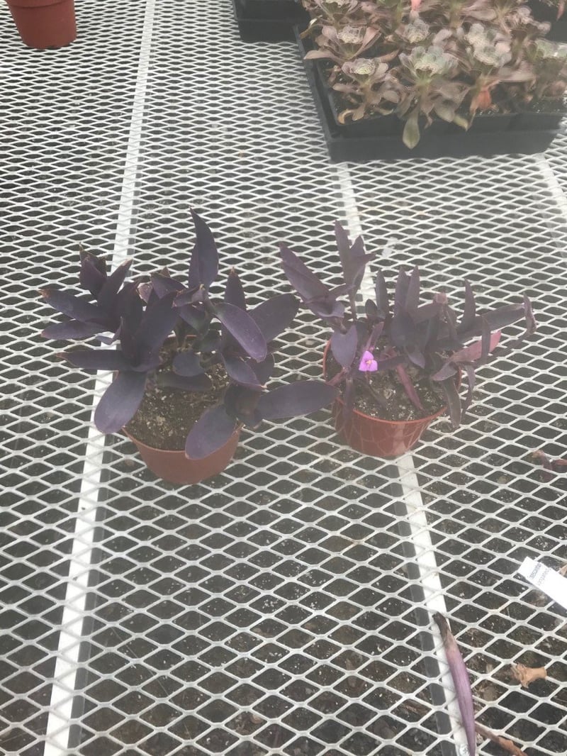 Photo for Tradescantia pallida 'Purpurea' (Purple Heart, Purple Queen)