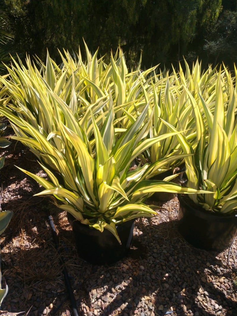 Photo for Furcraea foetida 'Variegata' (Variegated False Agave)