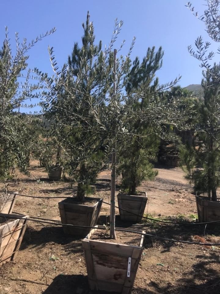 Photo for Olea europaea (Standard) (Olive Tree)