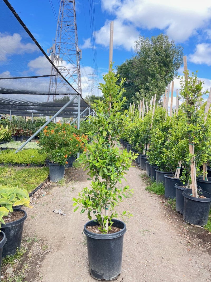 Photo for Ficus microcarpa nitida 'Green Gem' (Green Gem Indian Laurel Fig)