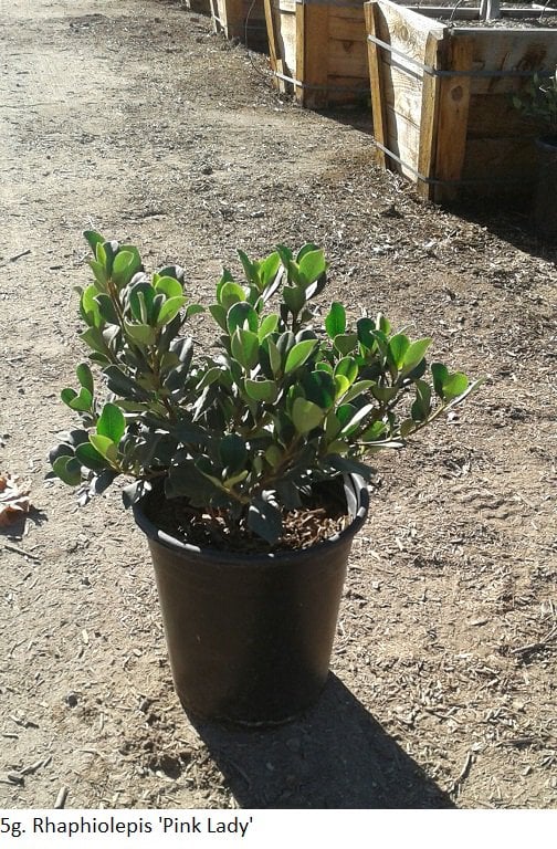 Photo for Rhaphiolepis indica 'Pink Lady' (Pink Lady Indian Hawthorn)