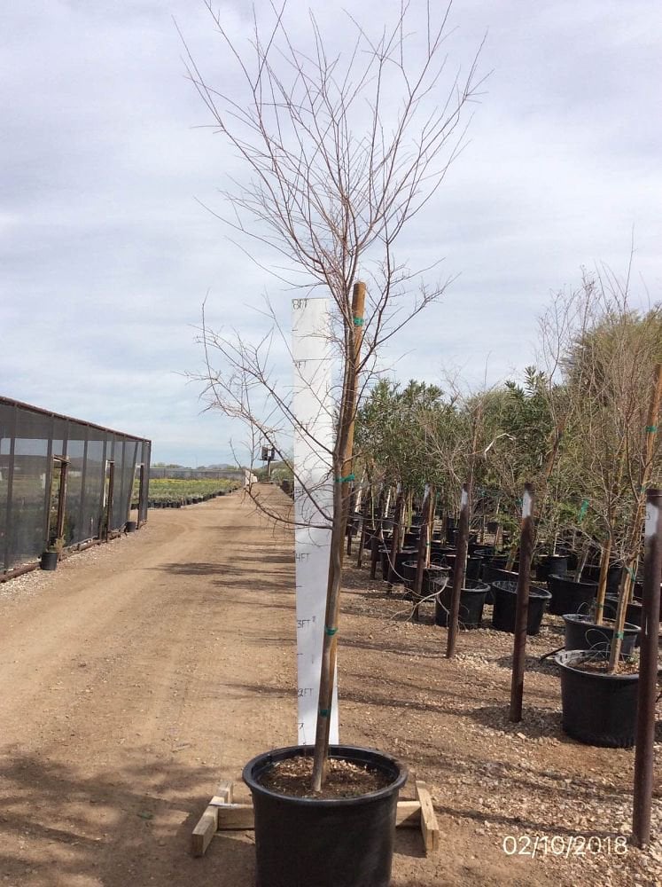 Photo for Ulmus parvifolia (Standard) (Chinese Elm)