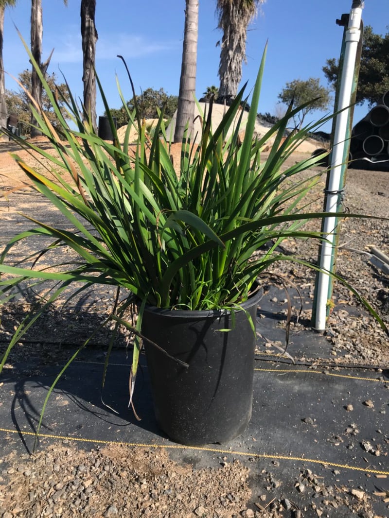 Photo for Anigozanthos 'Harmony' (Harmony Gold Kangaroo Paw)