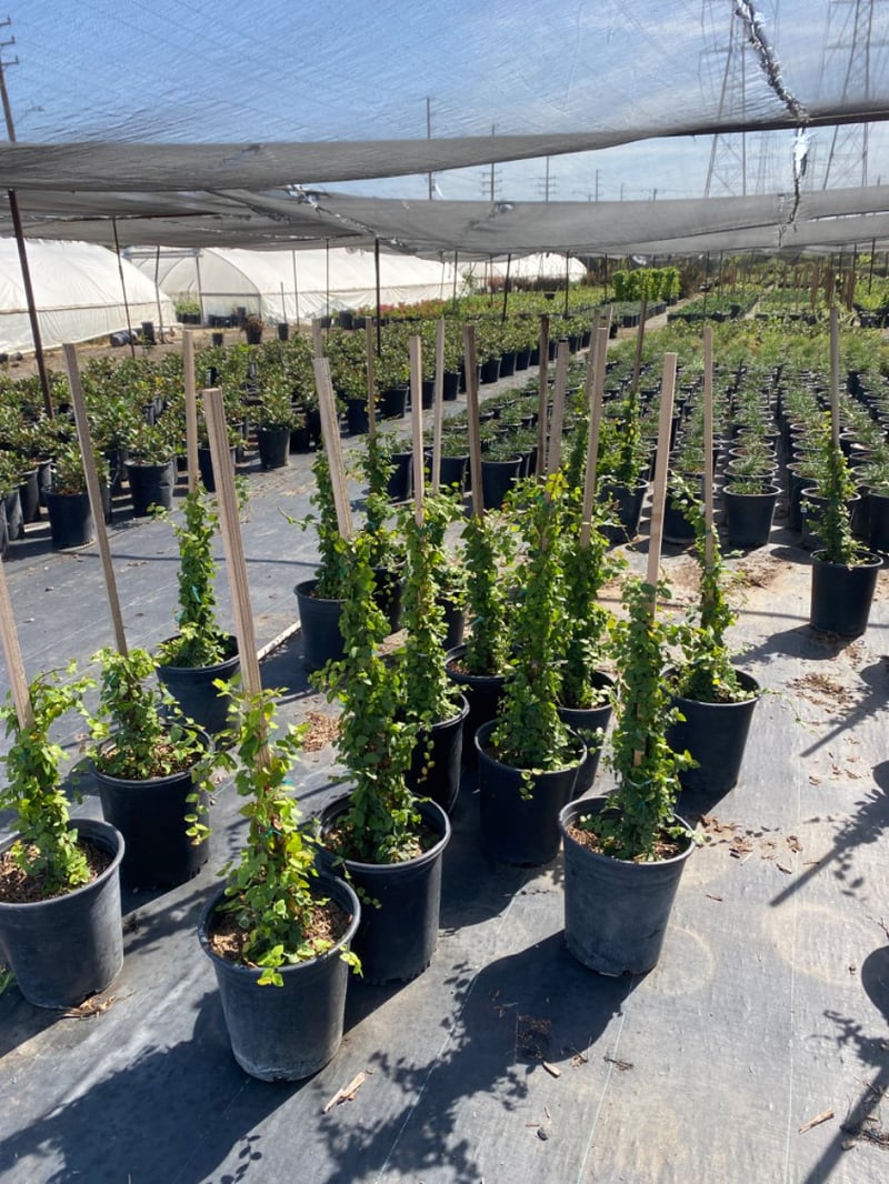 Photo for Ficus pumila (Vine) (Creeping Fig Ficus)