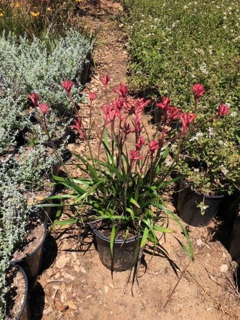 Photo for Anigozanthos 'Pink Joey' (Dwarf Pink Kangaroo Paw)