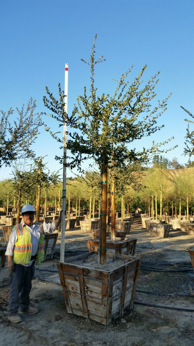Photo for Quercus agrifolia (California Live Oak)