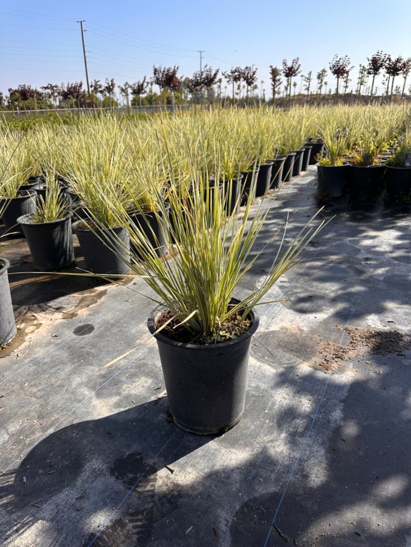 Photo for Lomandra longifolia ‘Roma13’ (Platinum Beauty Lomandra)