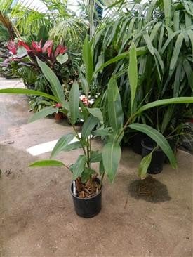Photo for Alpinia zerumbet (Shell Ginger)