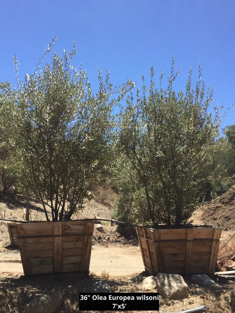 Photo for Olea europaea 'Wilsonii' (Multi) (Wilsonii Fruitless Olive)