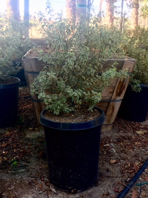 Photo for Pittosporum tenuifolium 'Marjorie Channon' (Variegated Kohuhu)