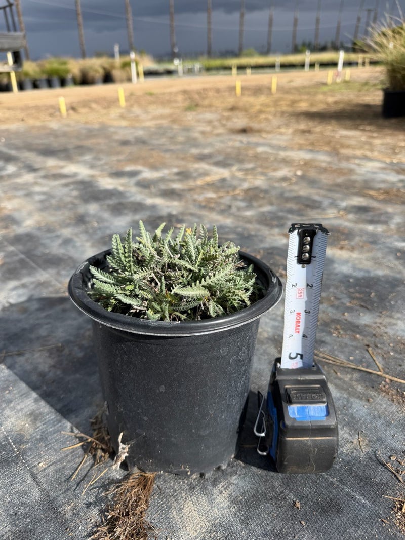 Photo for Achillea 'Moonshine' (Moonshine Yarrow)