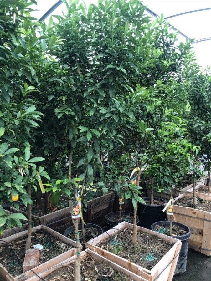 Photo for Fortunella japonica (Standard) (Kumquat)