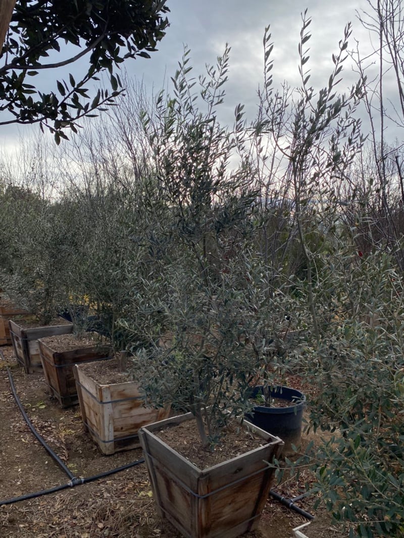 Photo for Olea europaea (Multi (European Olive Tree)