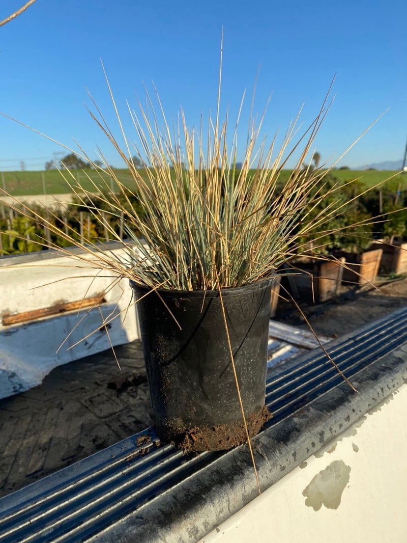 Photo for Helictotrichon sempervirens (Blue Oat Grass)