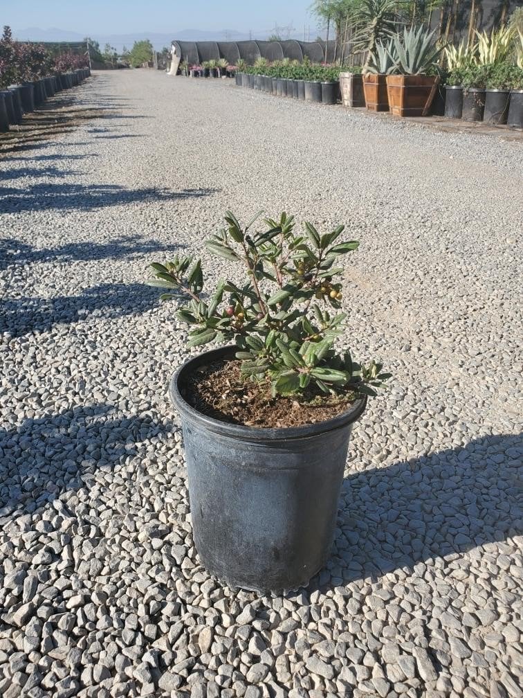 Photo for Rhamnus californica 'Eve Case' (Eve Case Coffeeberry)