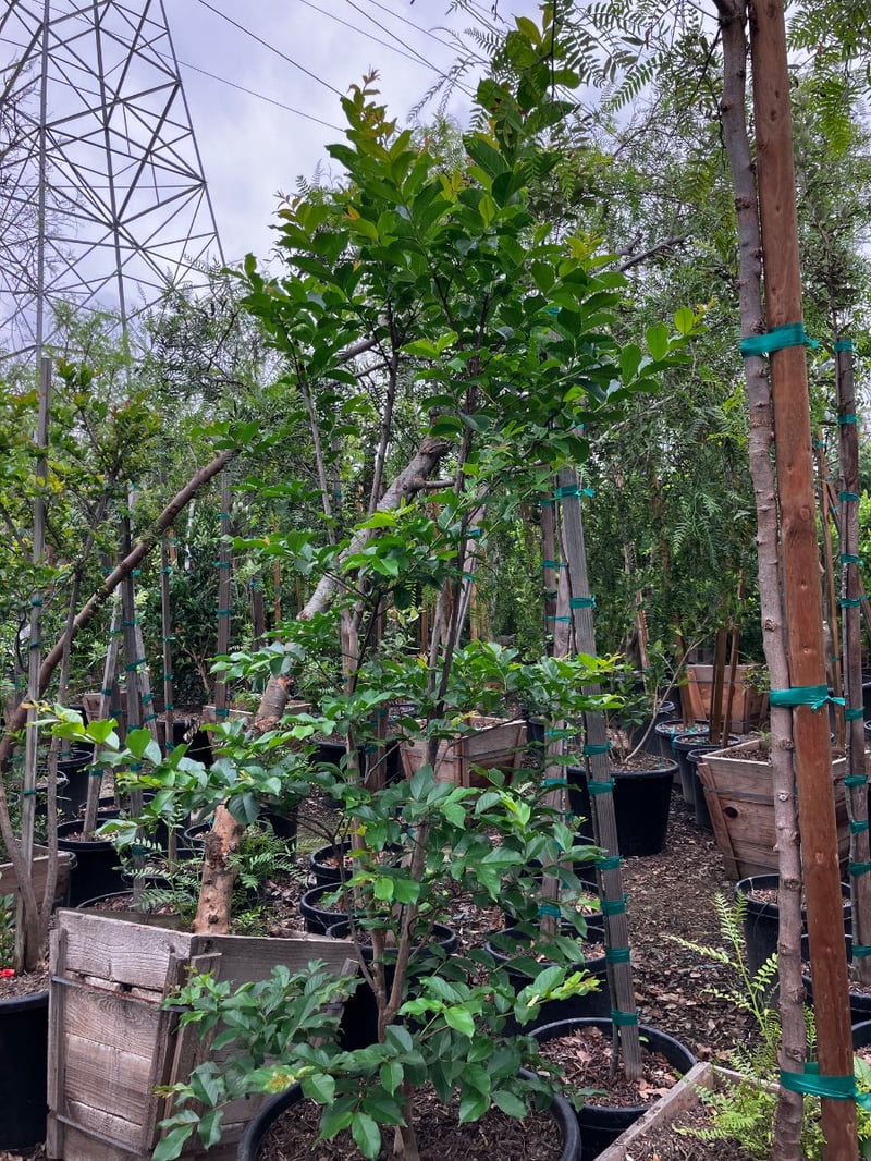 Photo for Lagerstroemia indica 'Muskogee' (Multi) (Muskogee Crape Myrtle)