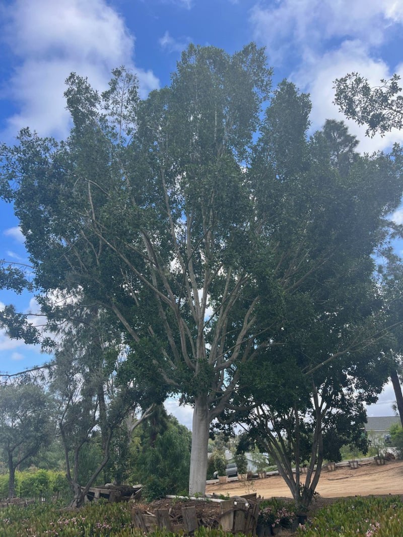 Photo for Ficus microcarpa nitida (retusa) - (Standard) (Indian Laurel)